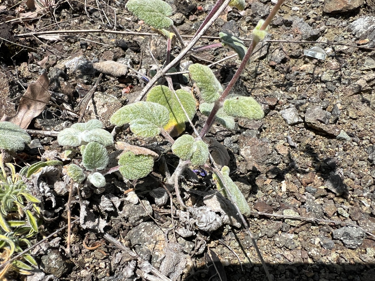 Salvia cyanescens 