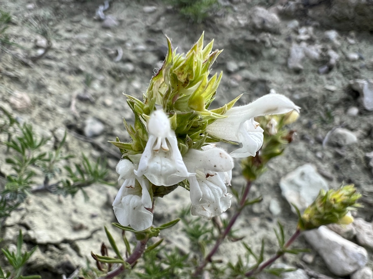 Salvia tchihatcheffii 