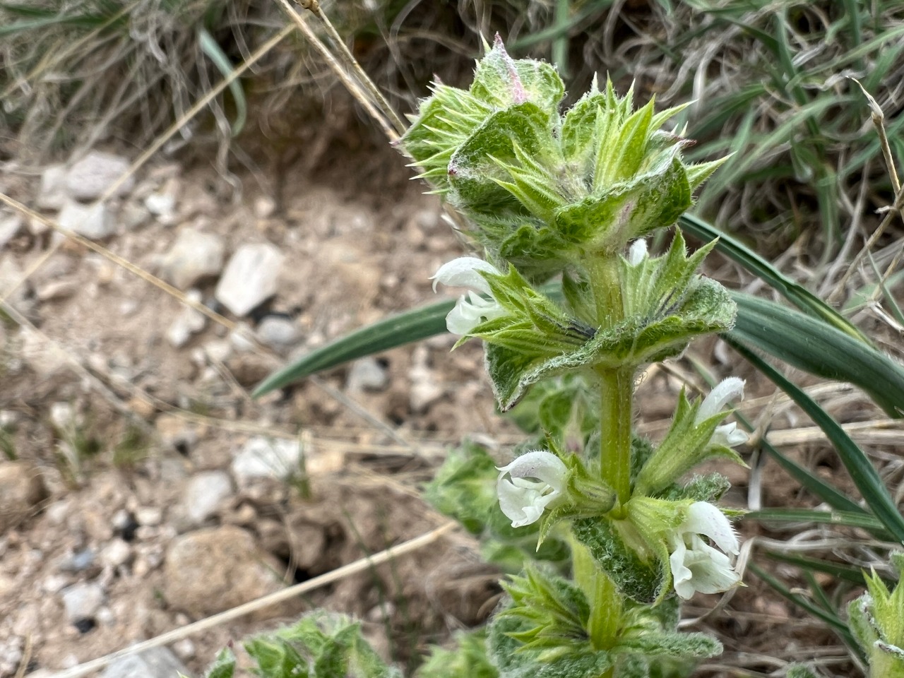 Salvia yosgadensis 