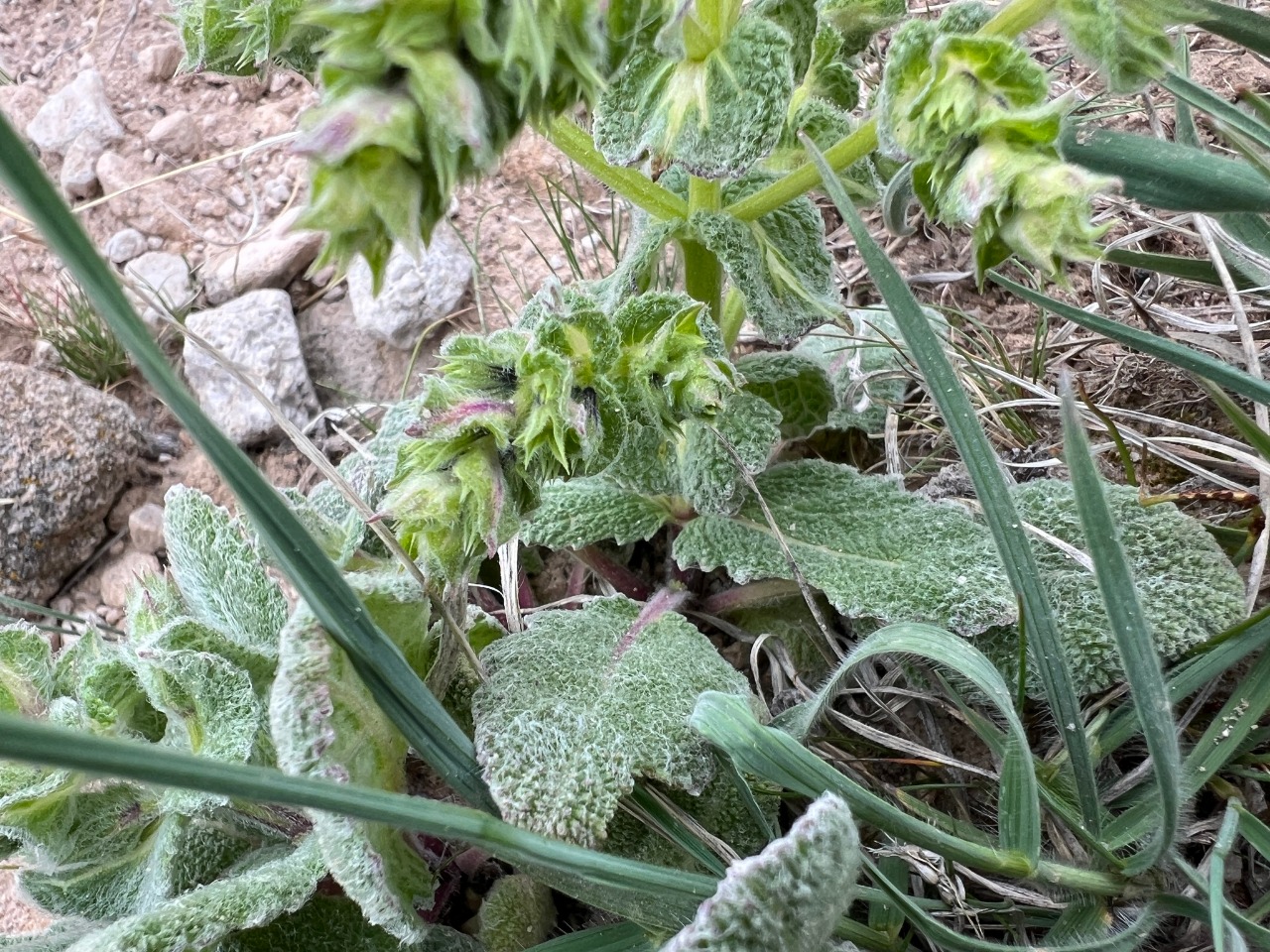 Salvia yosgadensis 