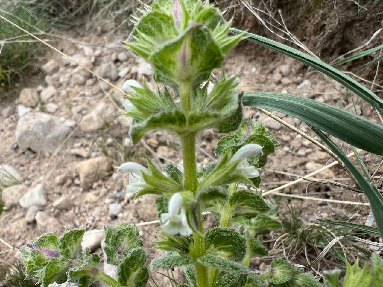 Salvia yosgadensis 