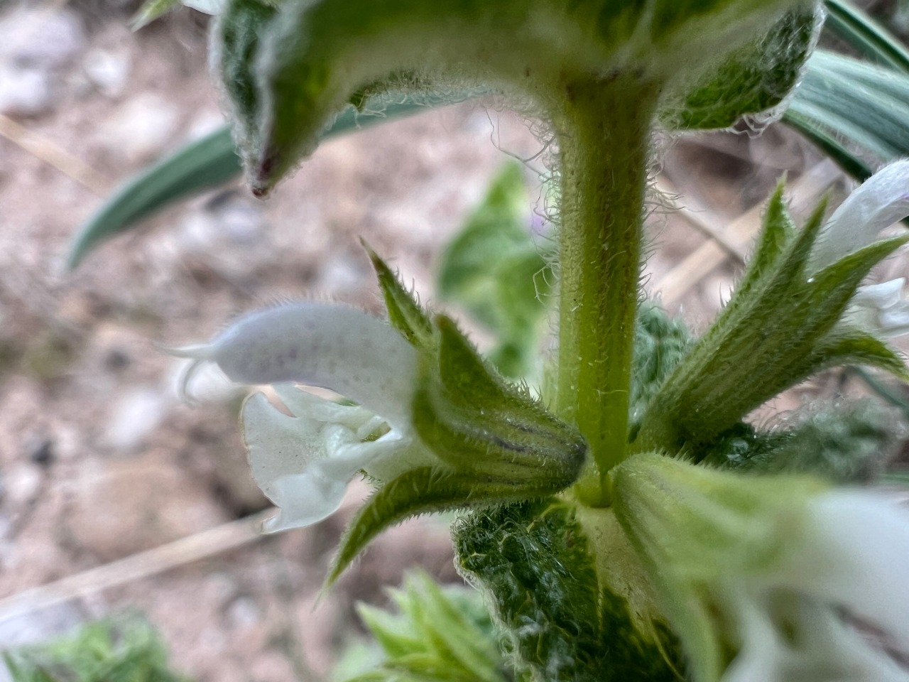 Salvia yosgadensis 