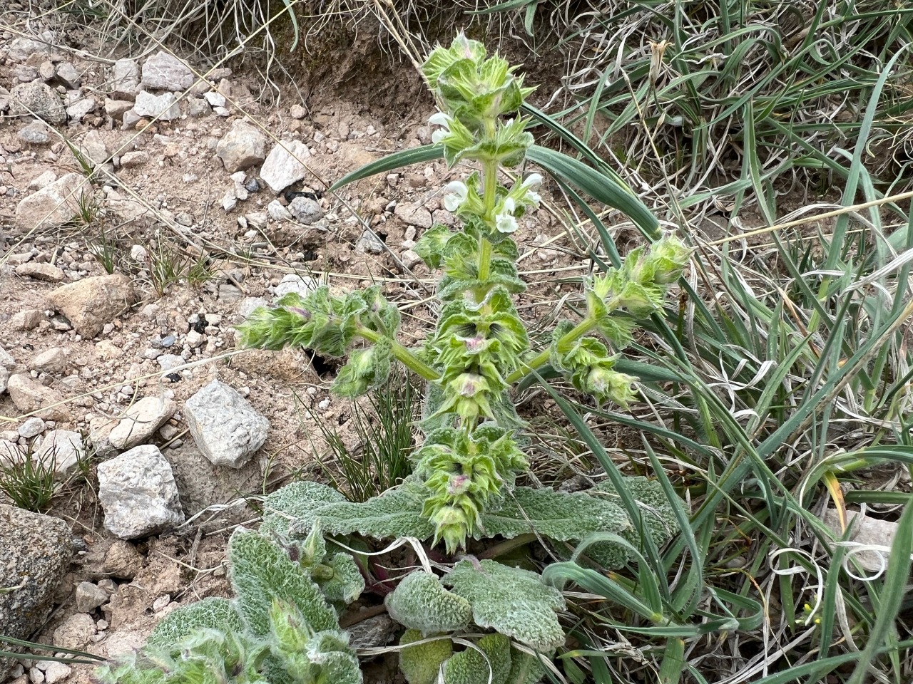 Salvia yosgadensis 