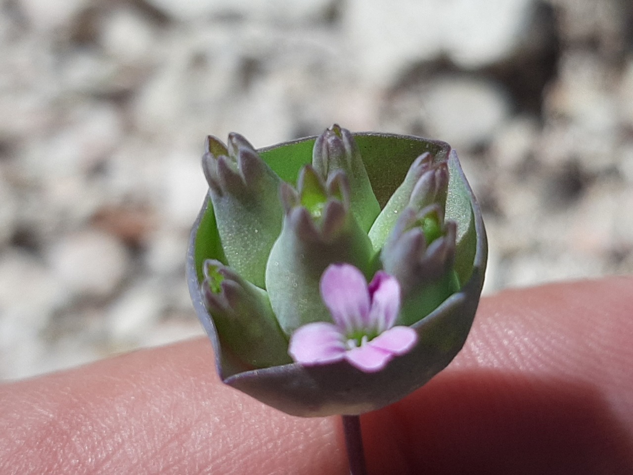 Saponaria chlorifolia 