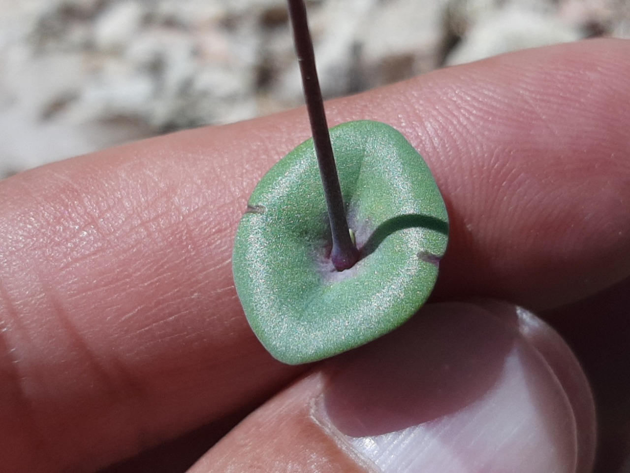 Saponaria chlorifolia 