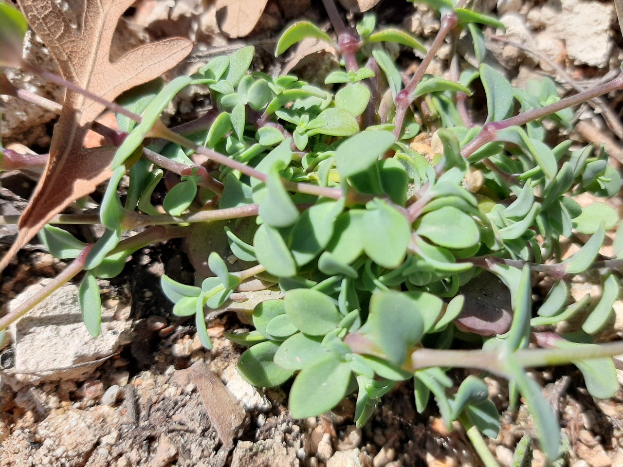 Saponaria chlorifolia 