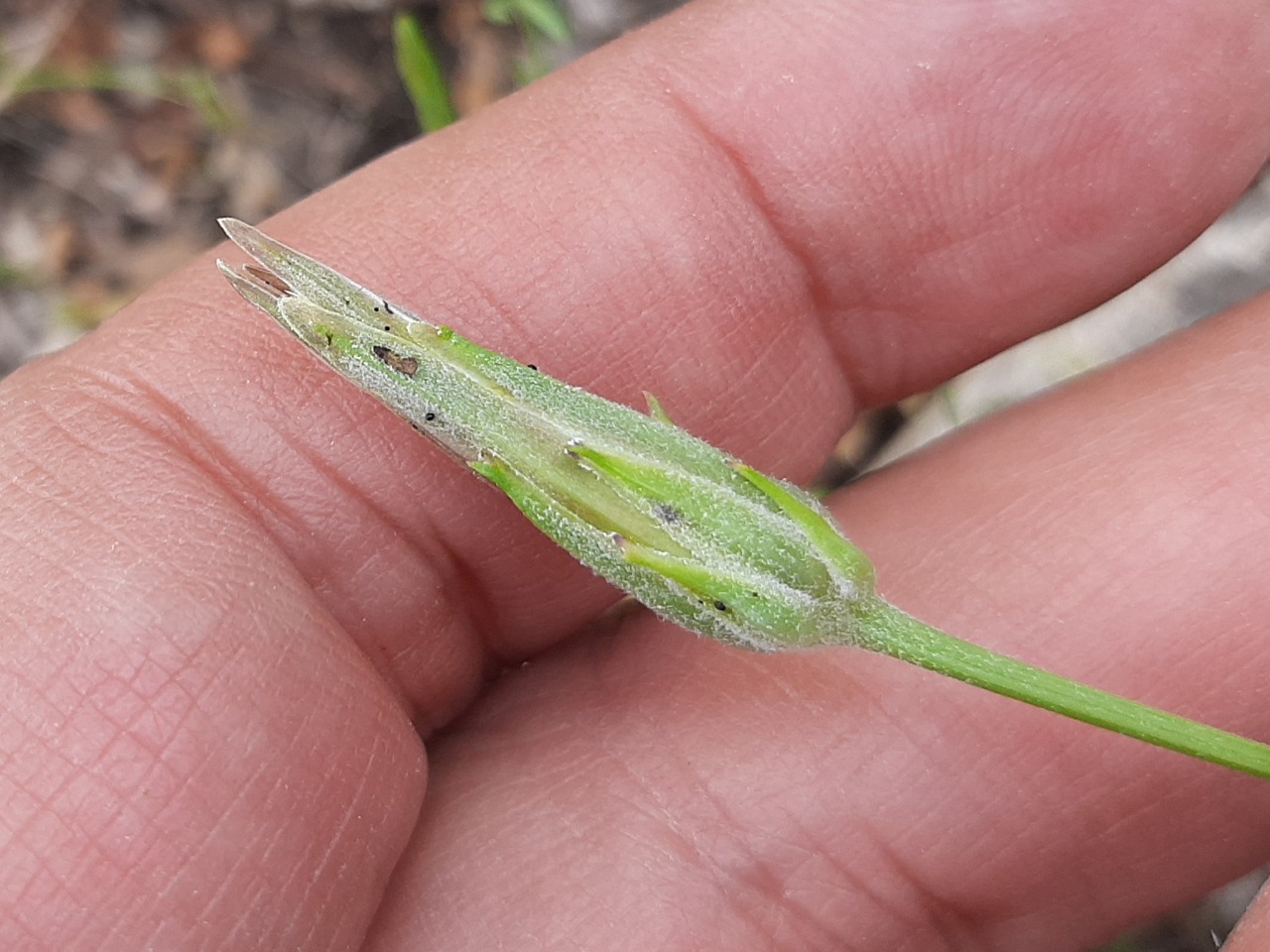 Scorzonera laciniata subsp. laciniata