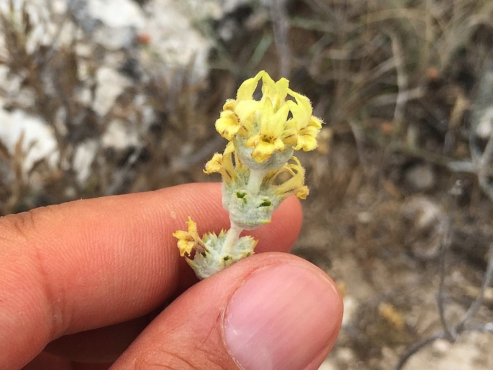 Sideritis gulendamii 