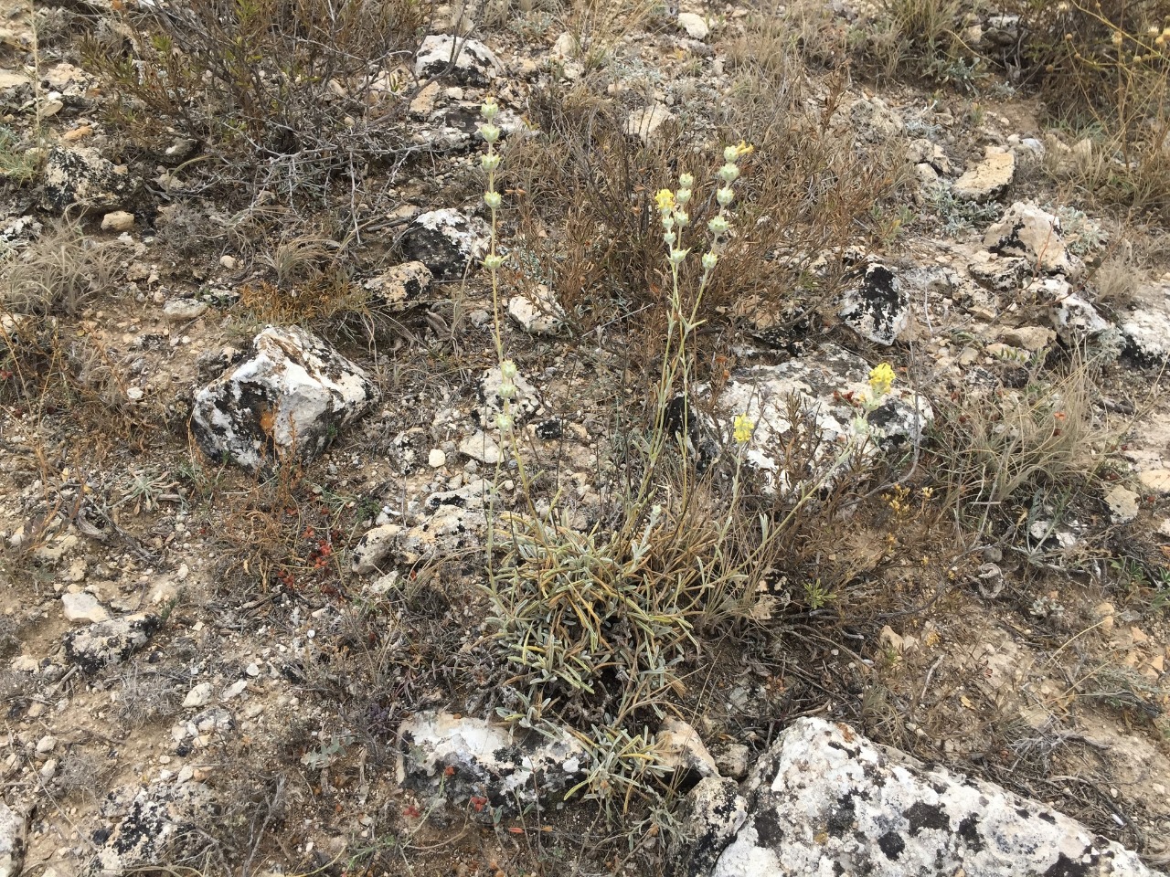 Sideritis gulendamii 