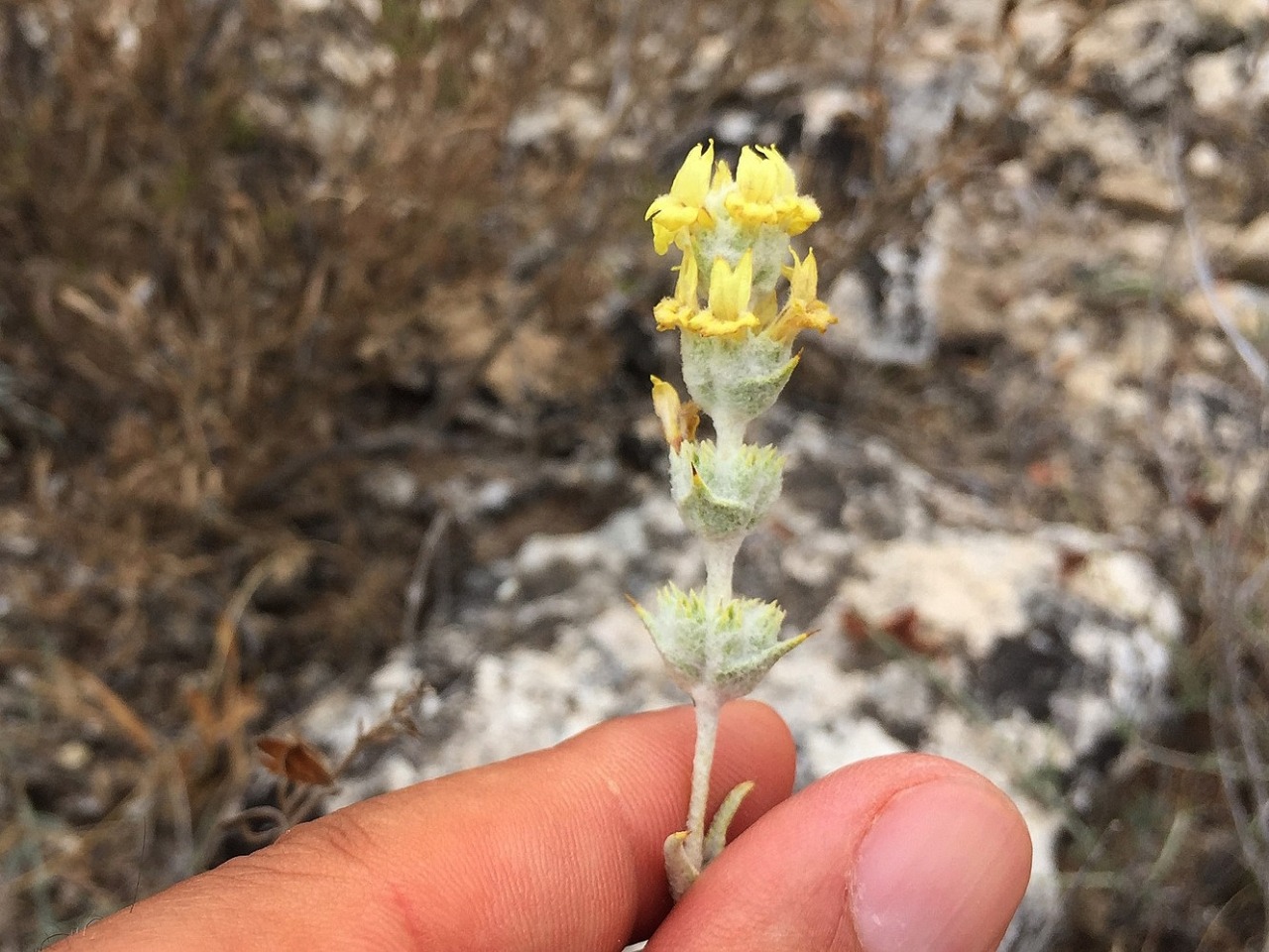 Sideritis gulendamii 