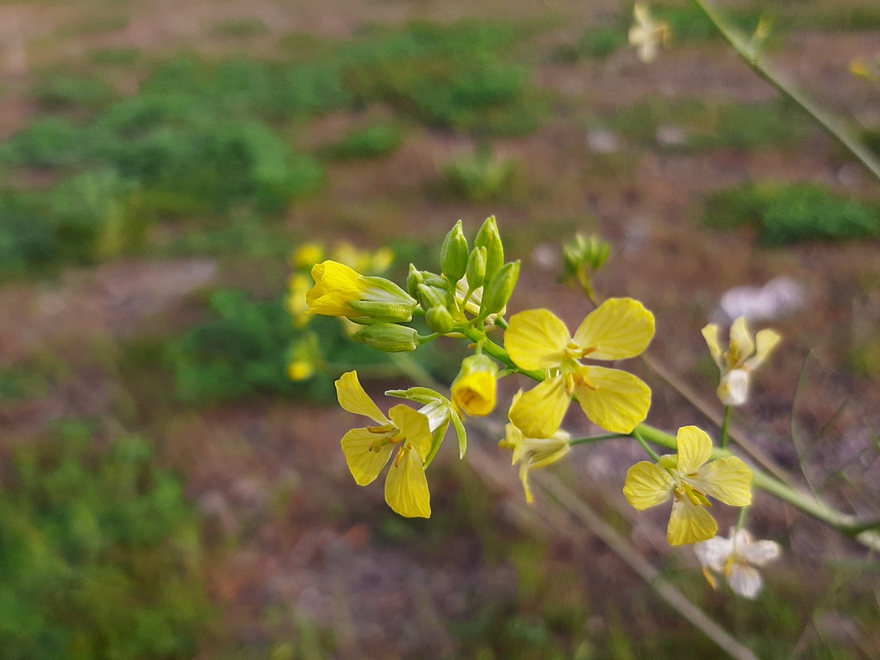 Sisymbrium altissimum 