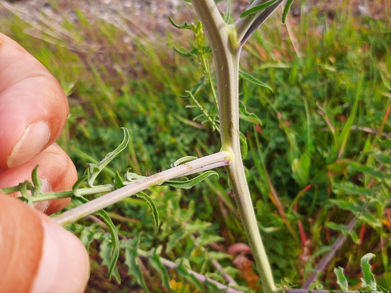 Sisymbrium altissimum 