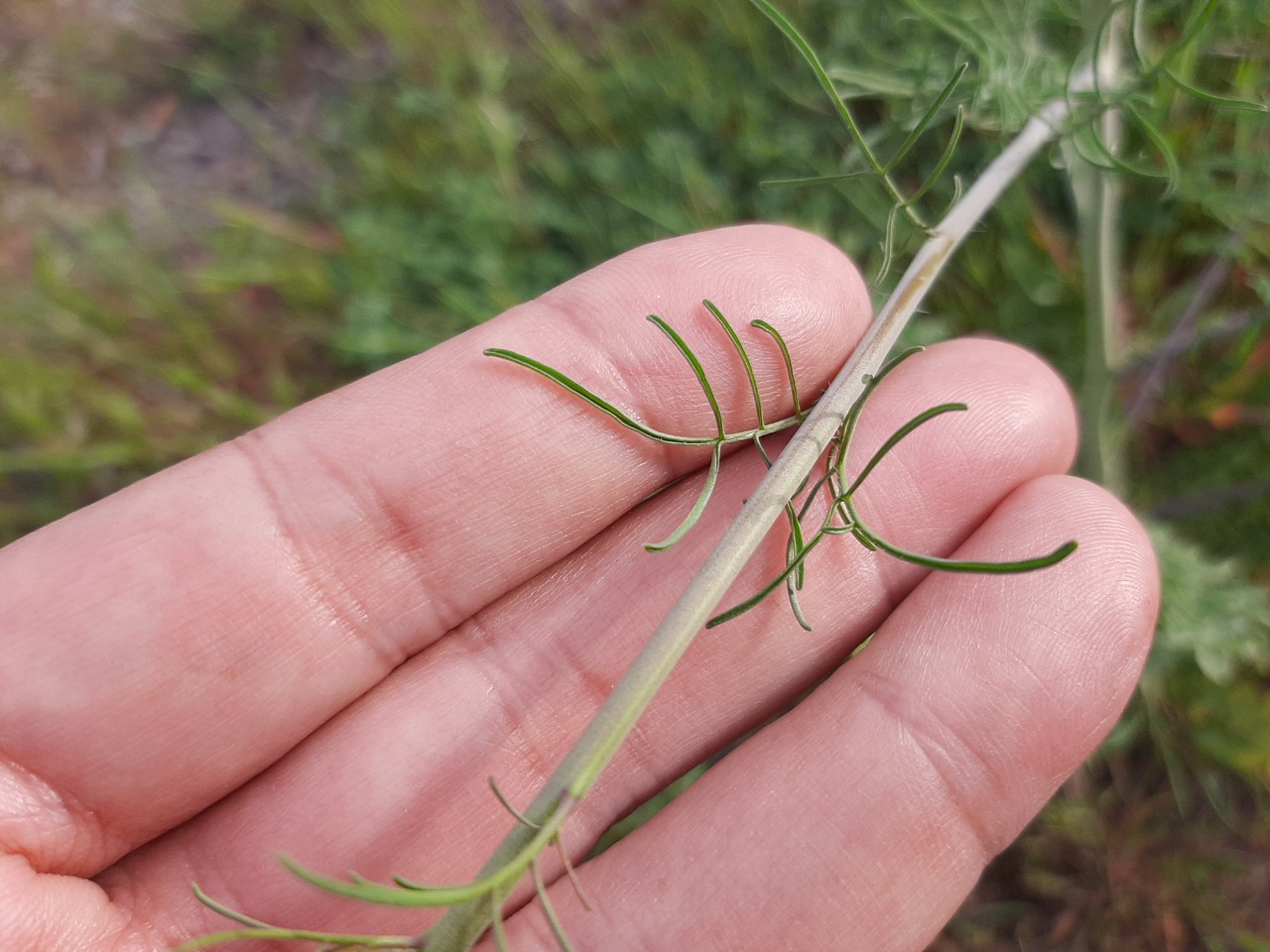 Sisymbrium altissimum 