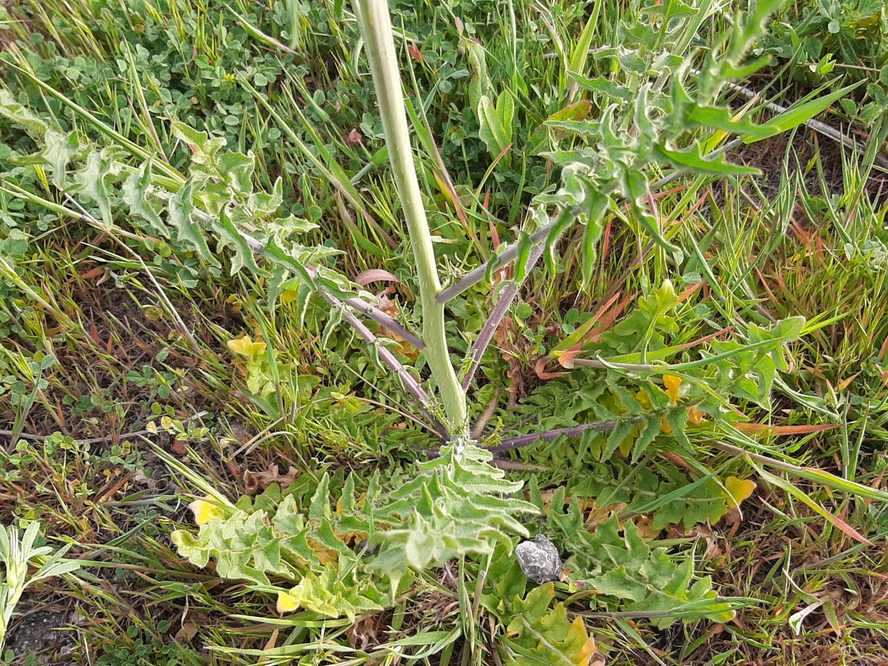 Sisymbrium altissimum 