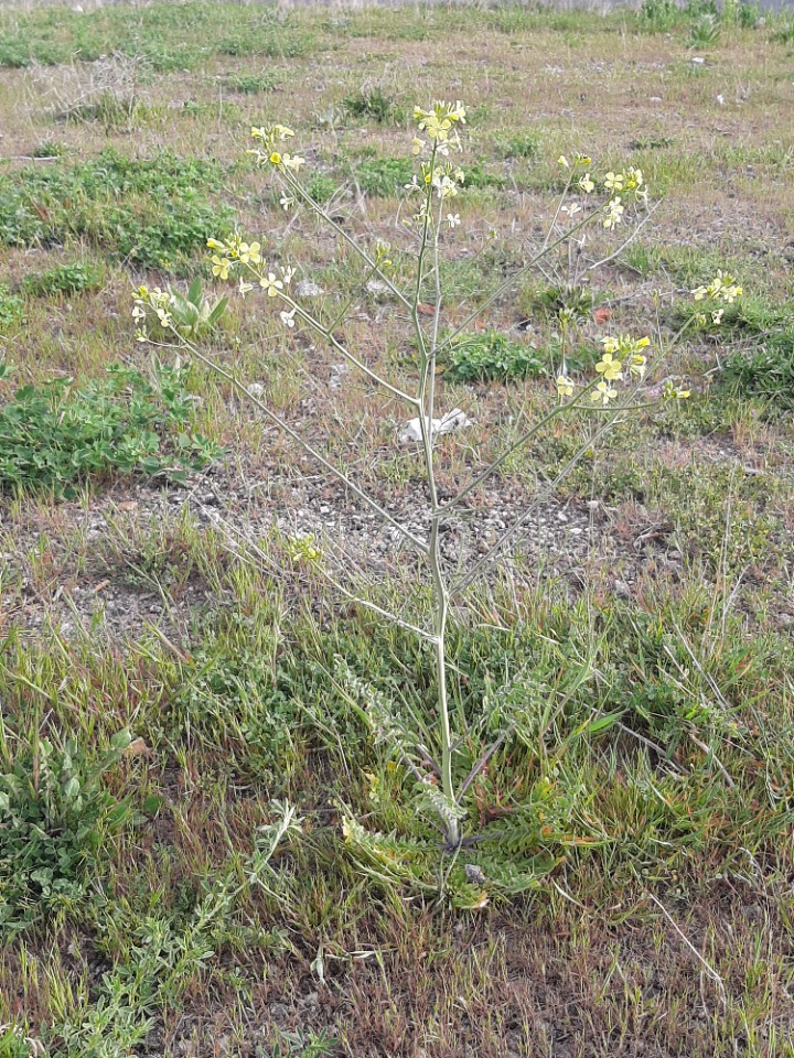 Sisymbrium altissimum 