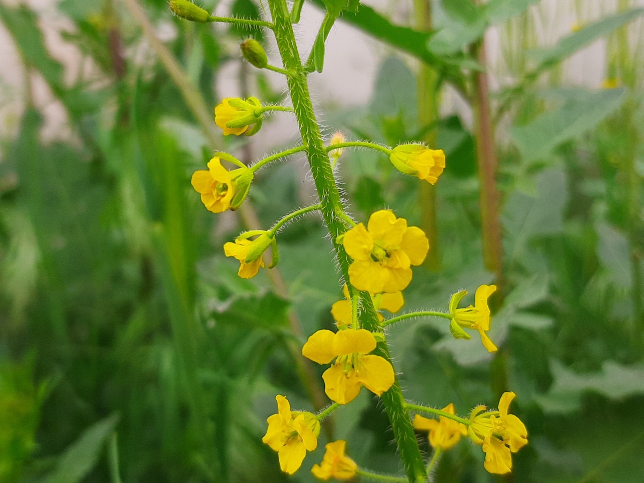 Sisymbrium loeselii 