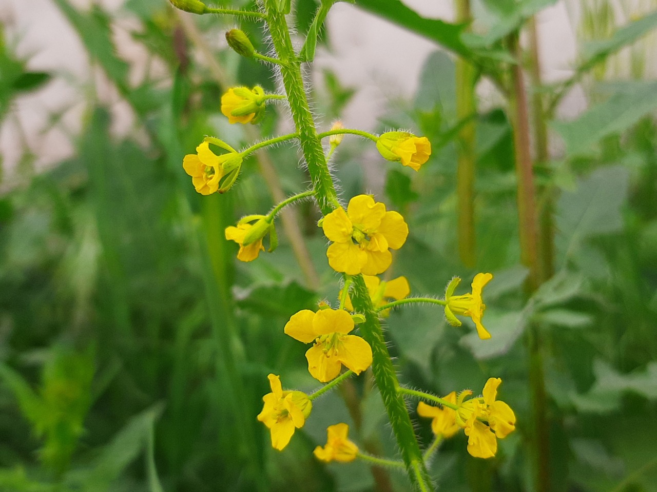 Sisymbrium loeselii 