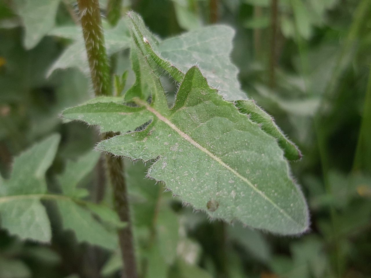 Sisymbrium loeselii 