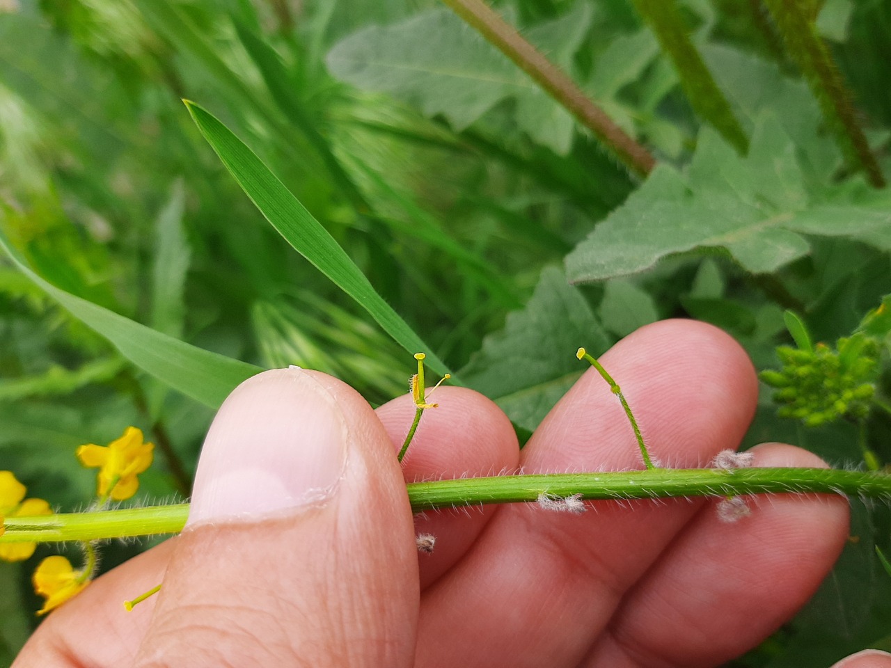 Sisymbrium loeselii 