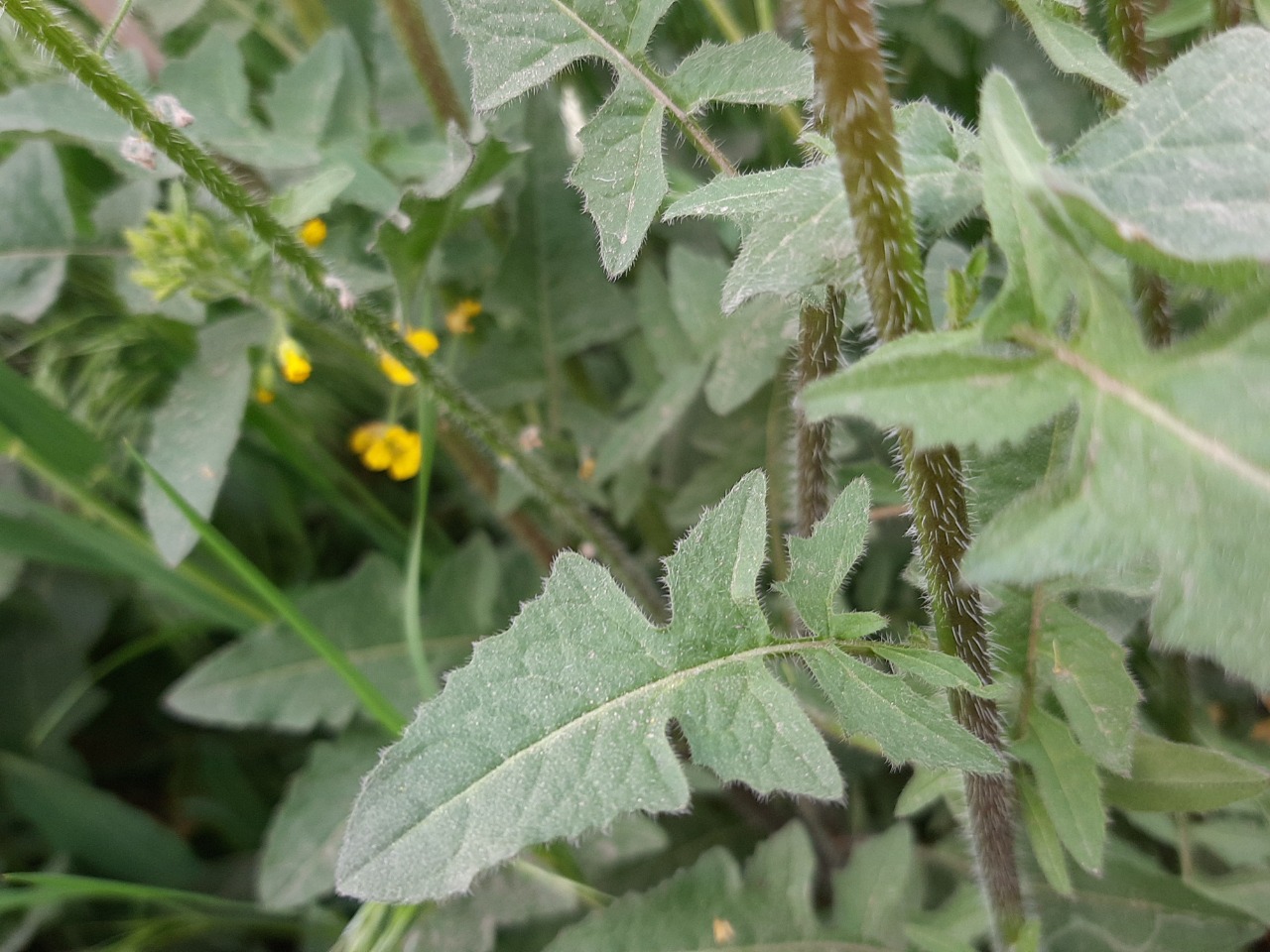 Sisymbrium loeselii 