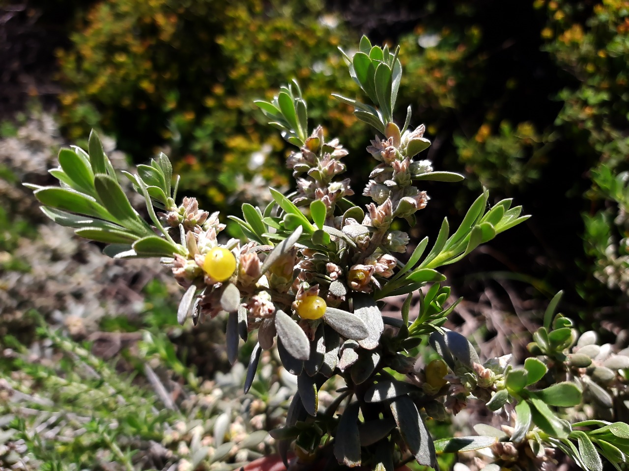 Thymelaea tartonraira 