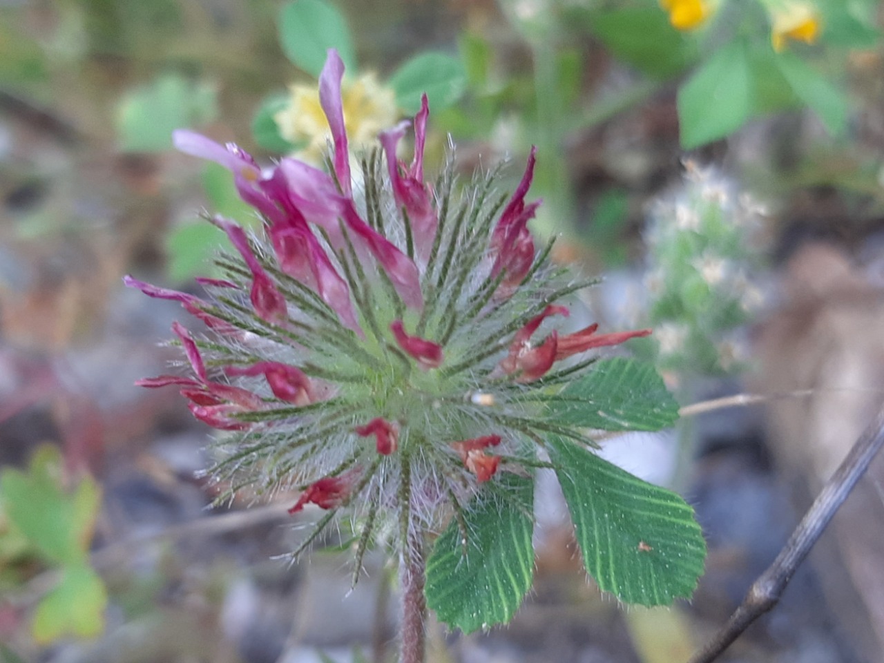 Trifolium hirtum 