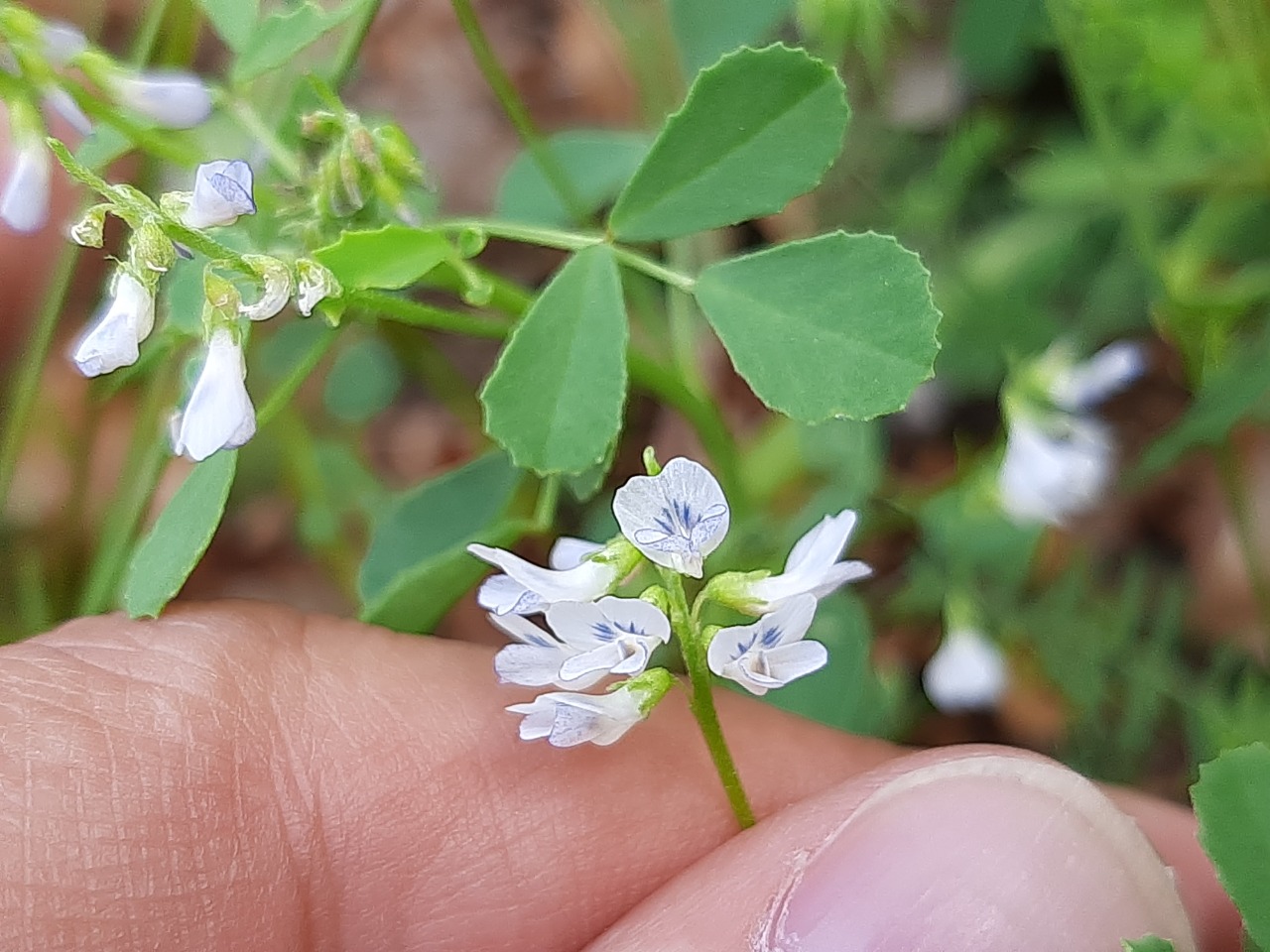 Trigonella procumbens 