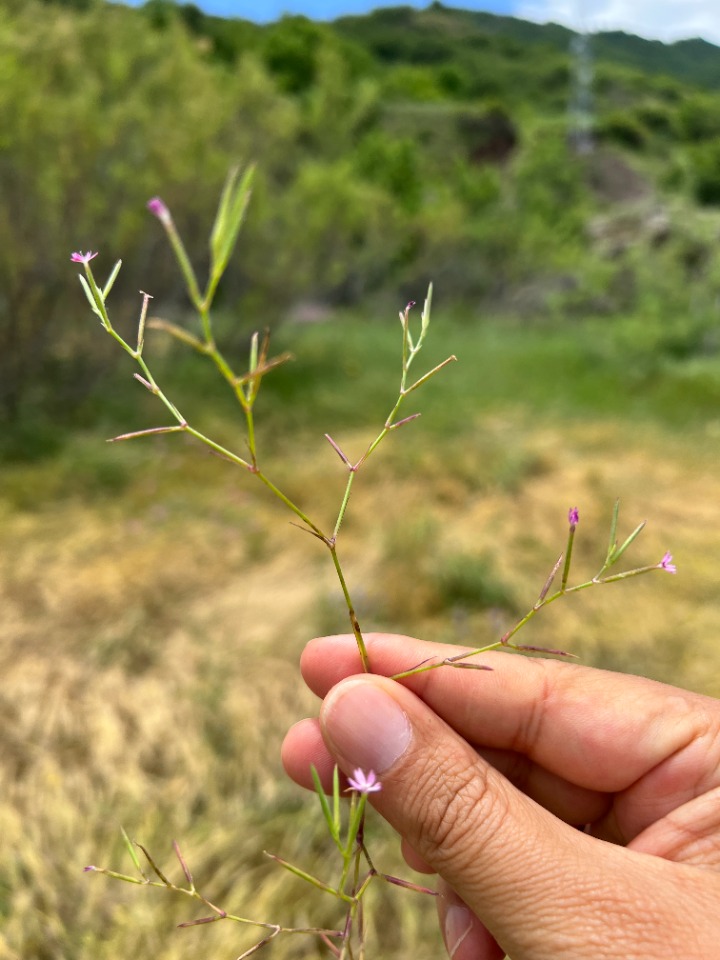 Velezia rigida 