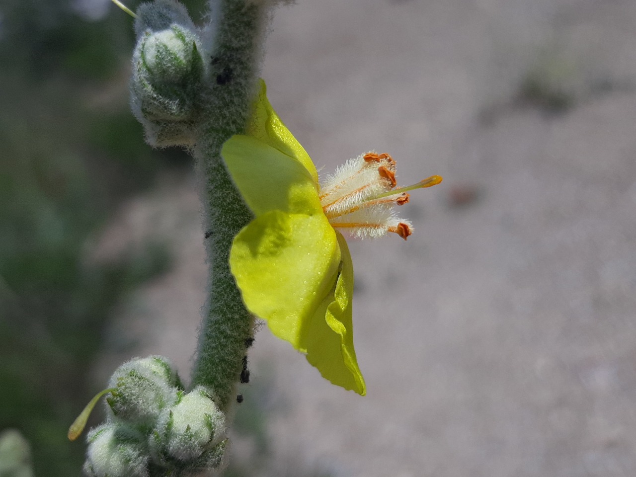 Verbascum mucronatum 