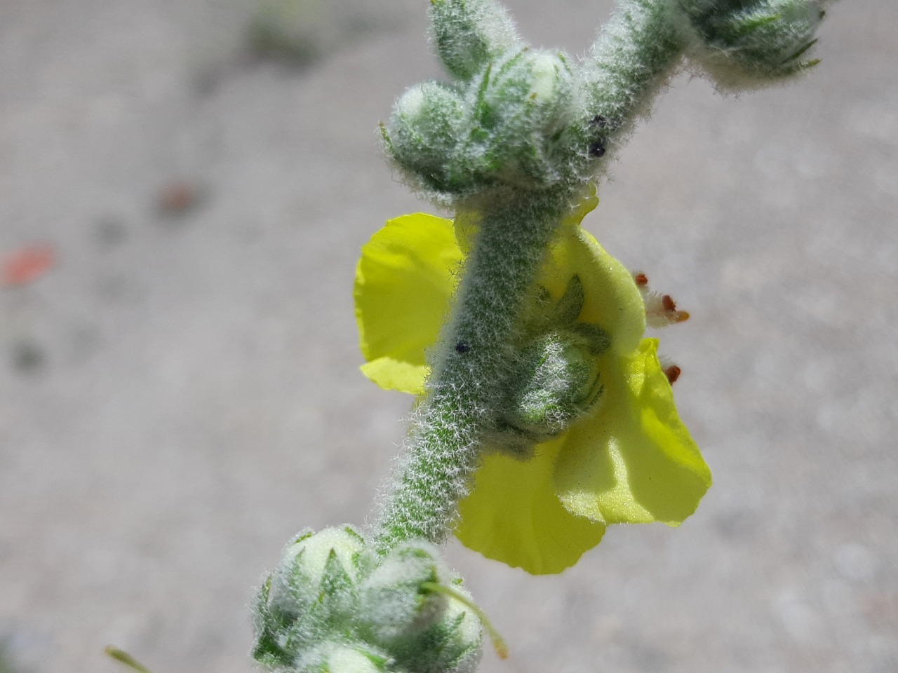 Verbascum mucronatum 