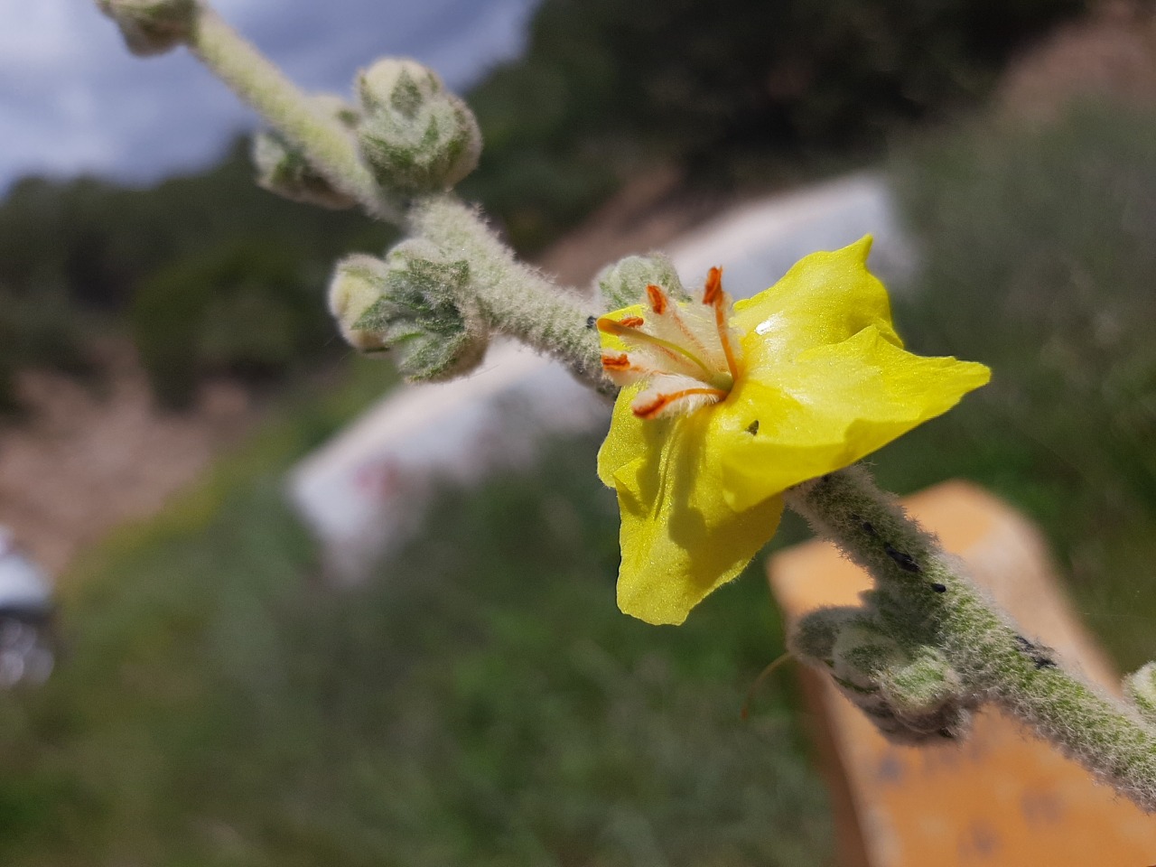 Verbascum mucronatum 