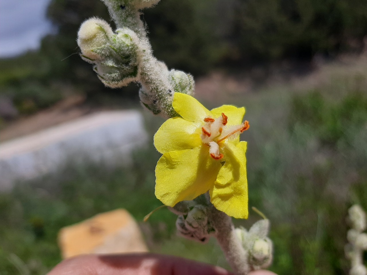 Verbascum mucronatum 