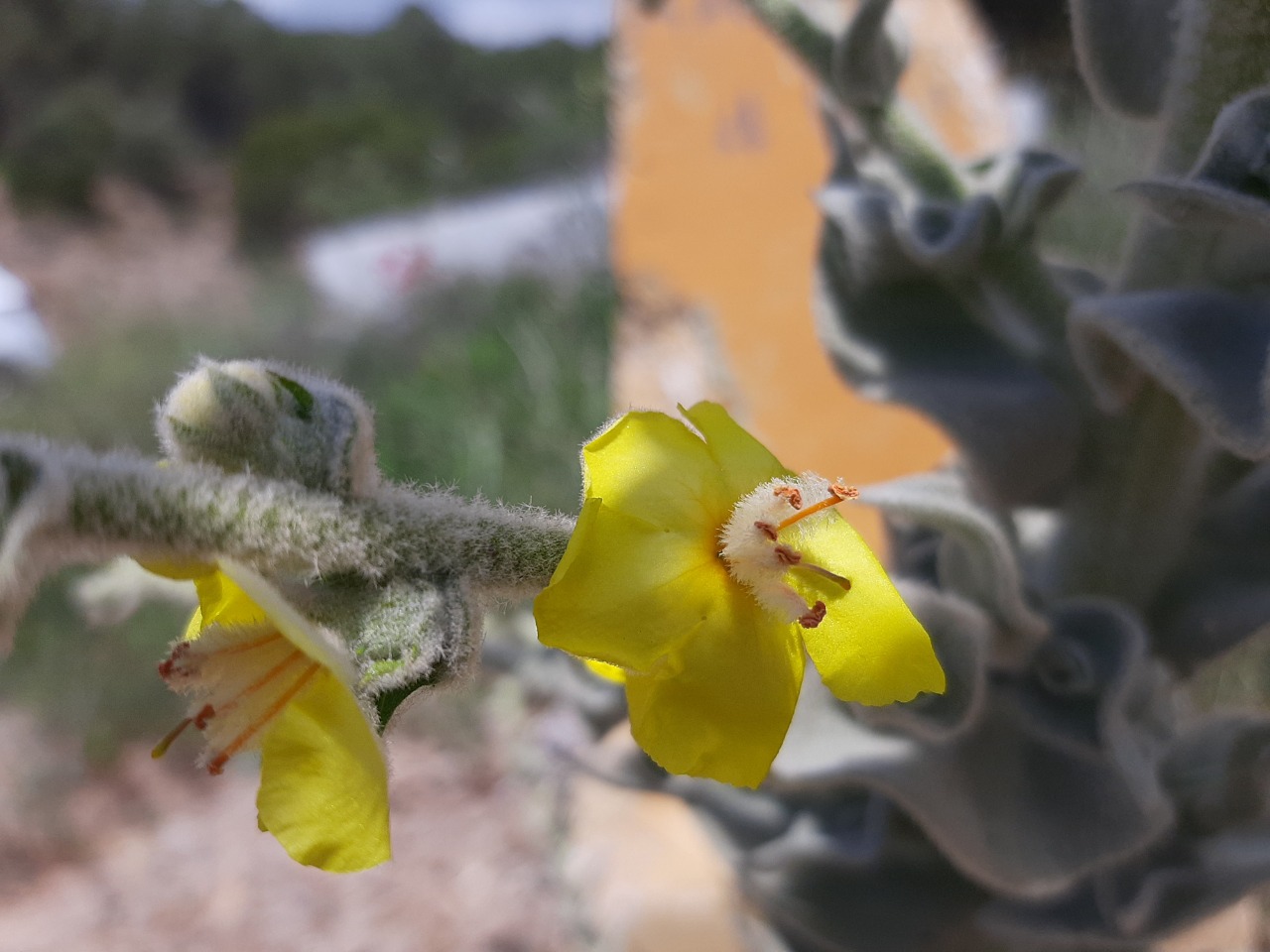 Verbascum mucronatum 