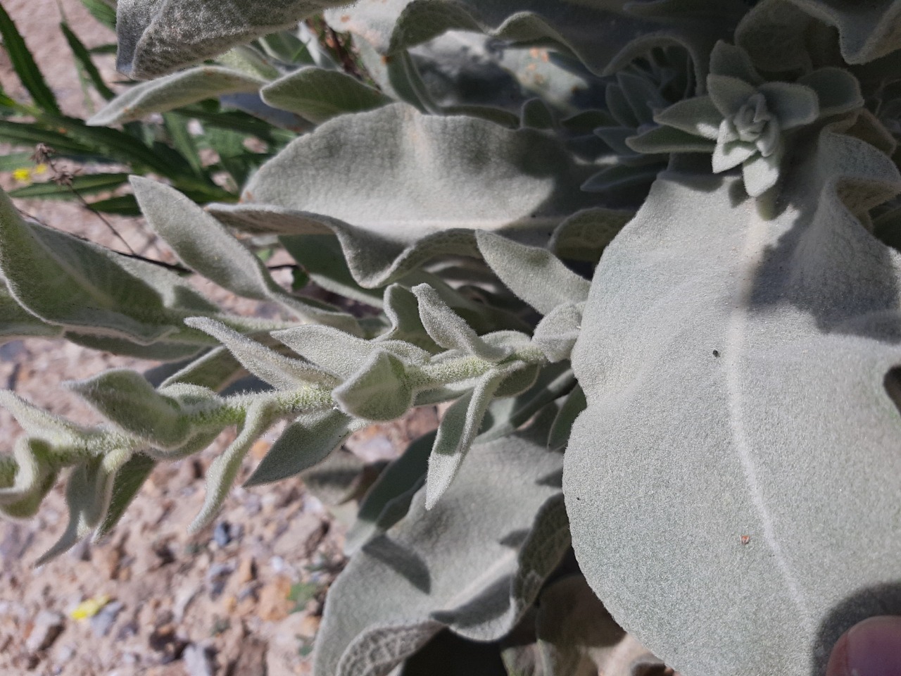 Verbascum mucronatum 