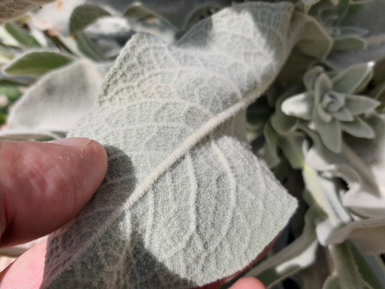 Verbascum mucronatum 