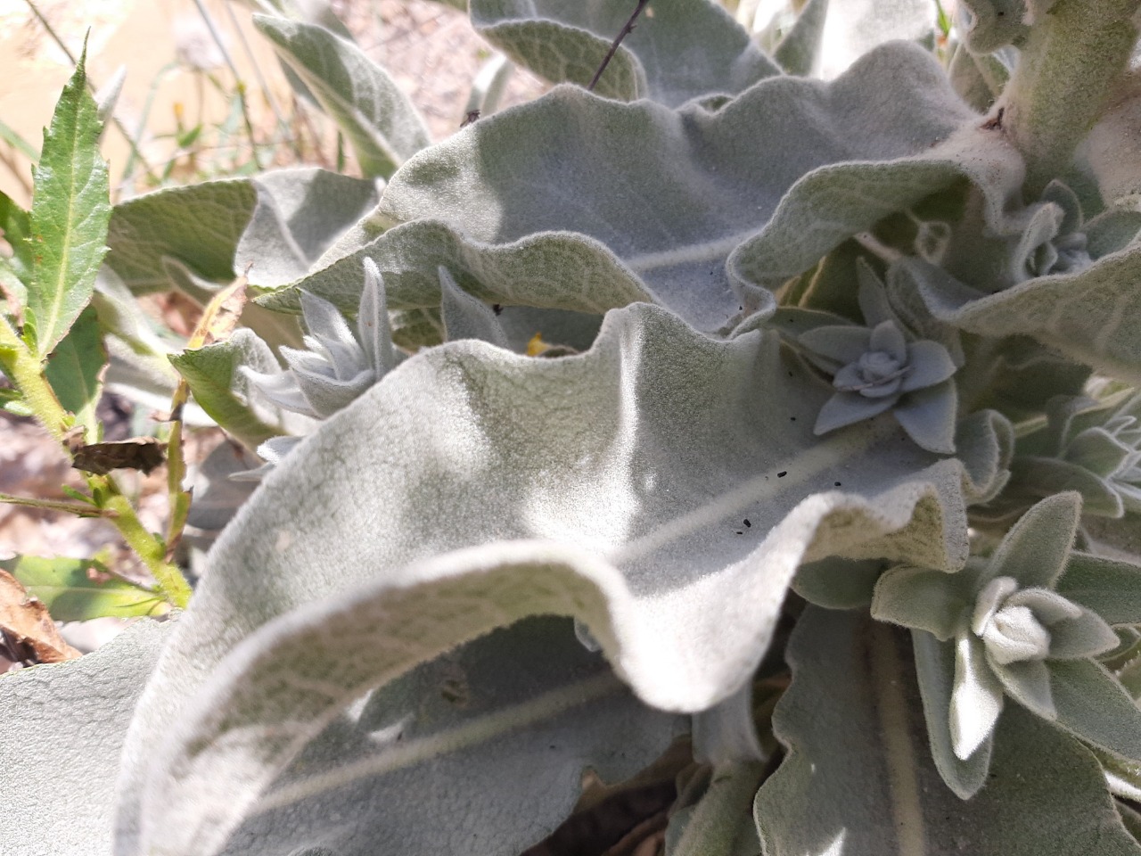 Verbascum mucronatum 