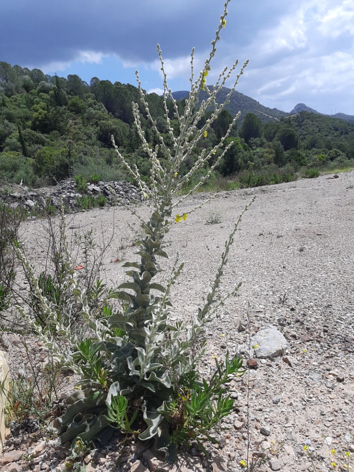 Verbascum mucronatum 