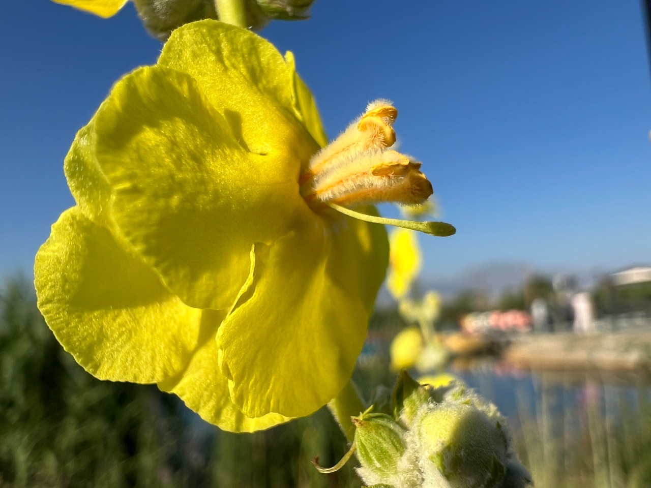 Verbascum mucronatum 