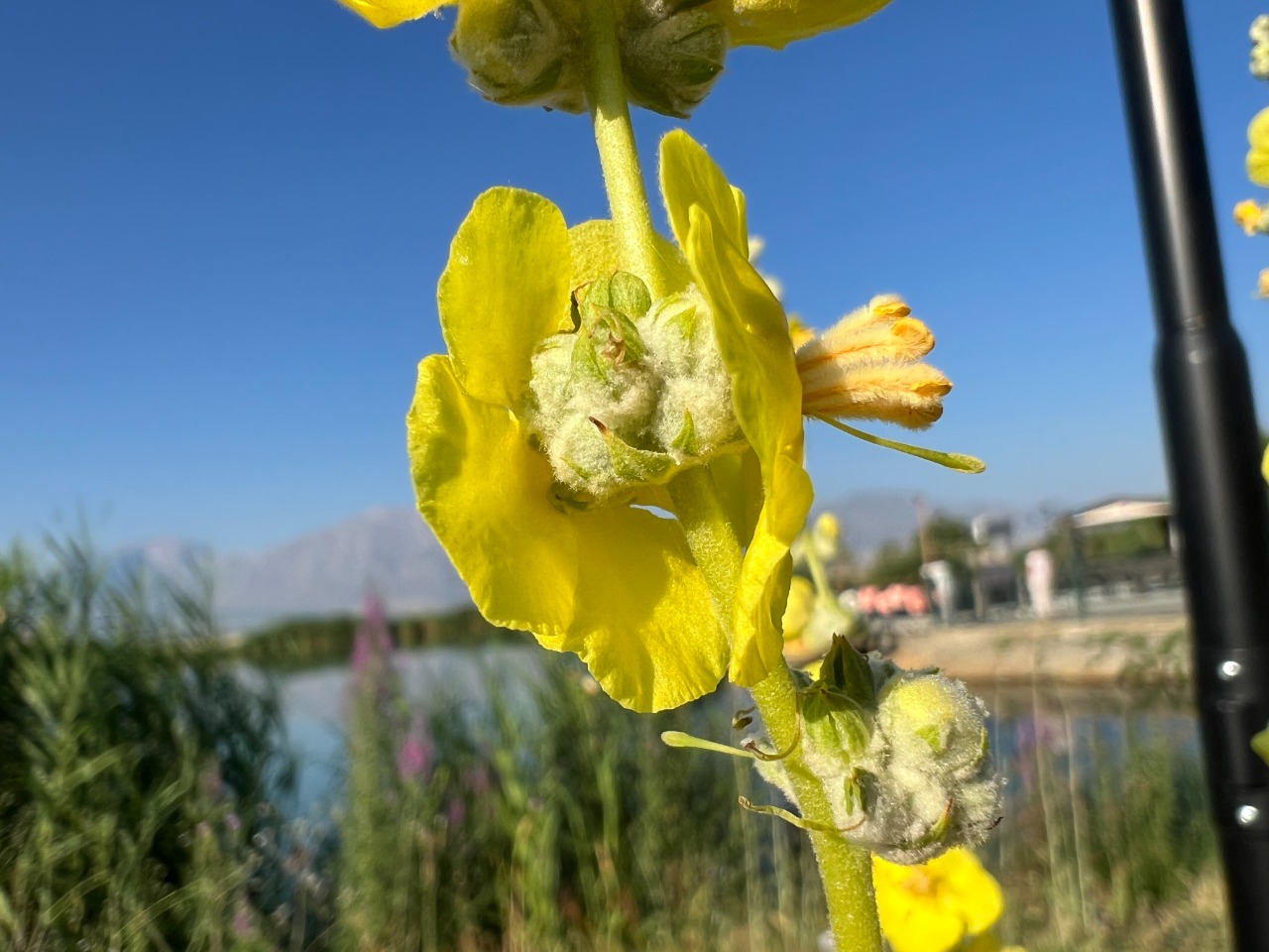 Verbascum mucronatum 