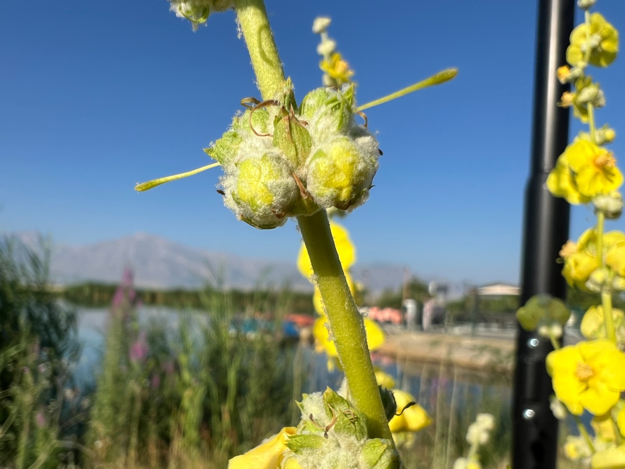 Verbascum mucronatum 