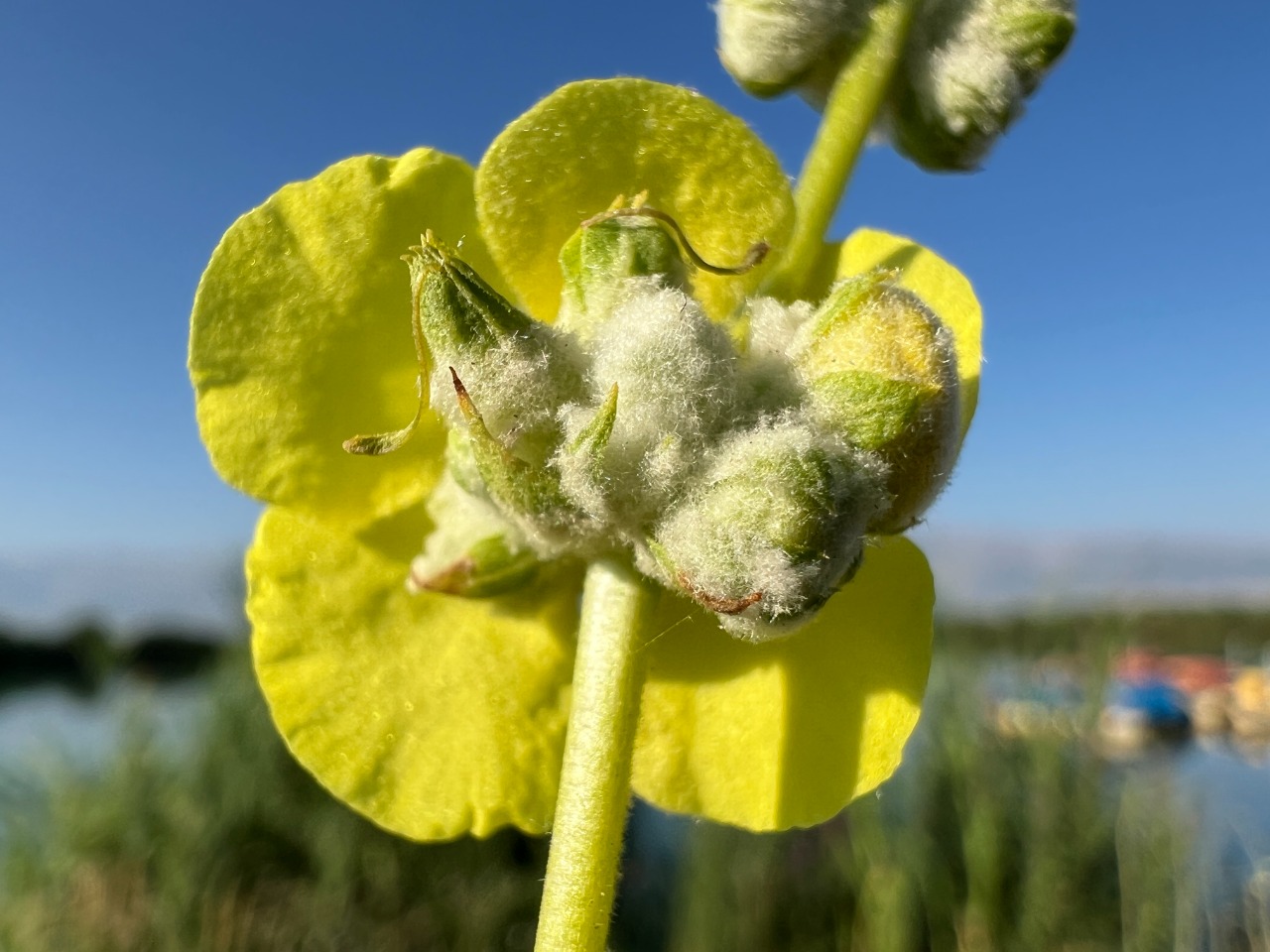 Verbascum mucronatum 