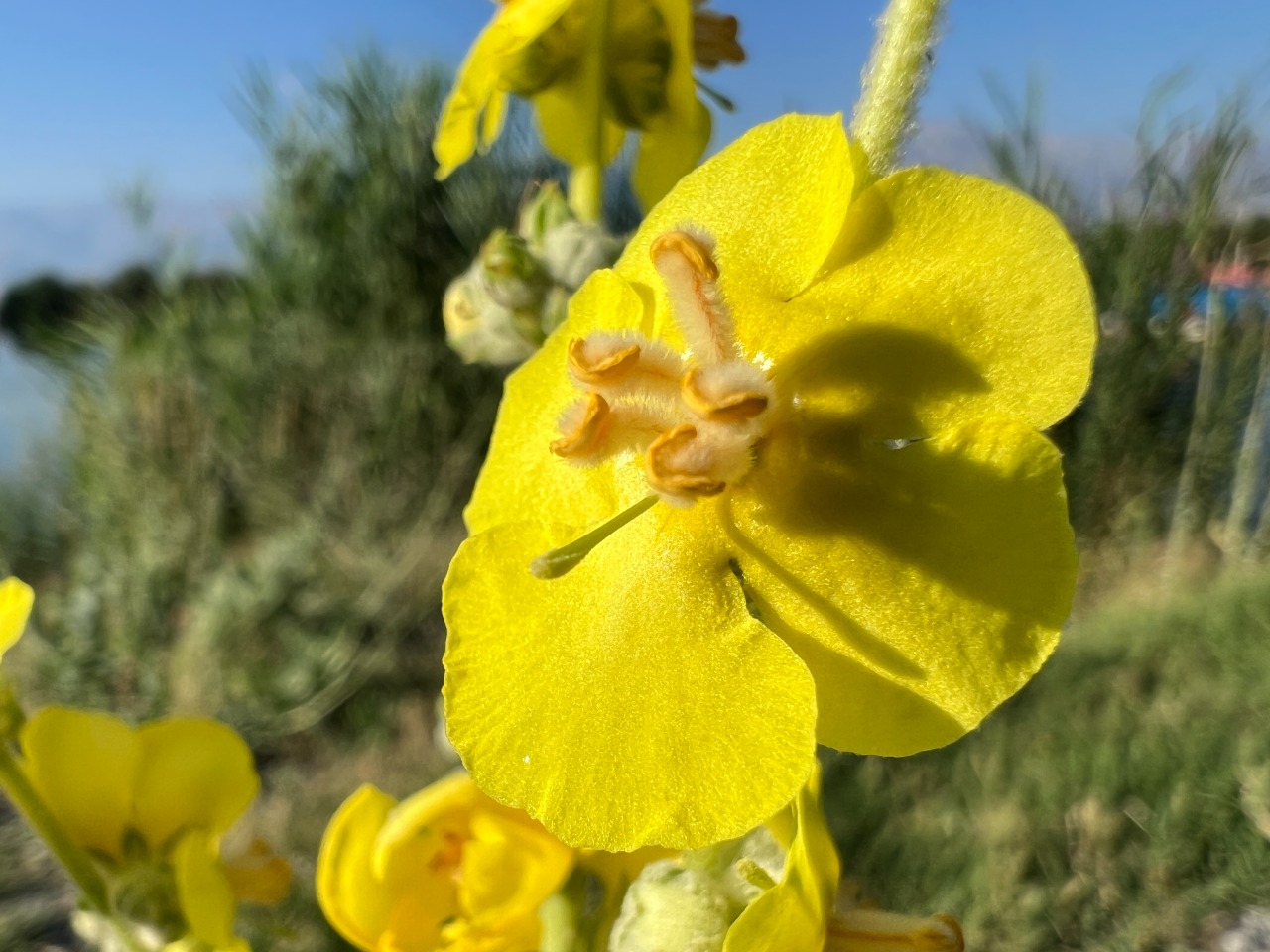 Verbascum mucronatum 