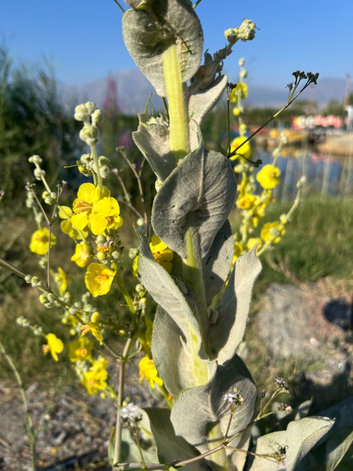 Verbascum mucronatum 