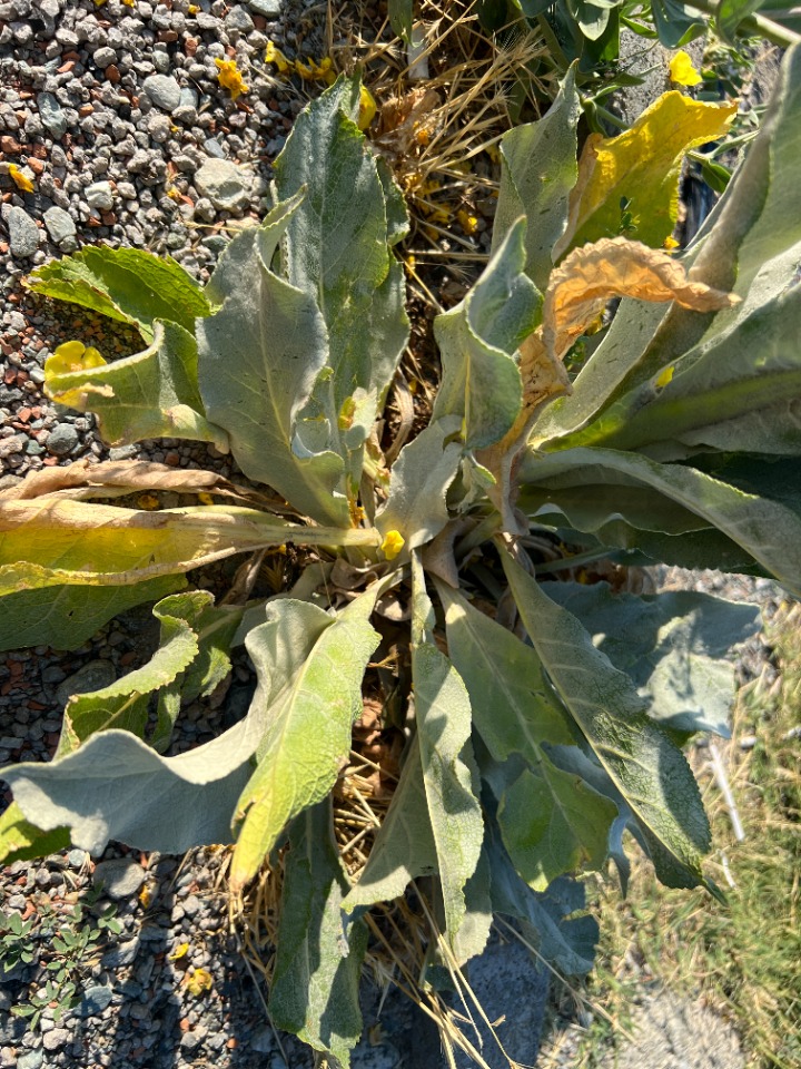 Verbascum mucronatum 