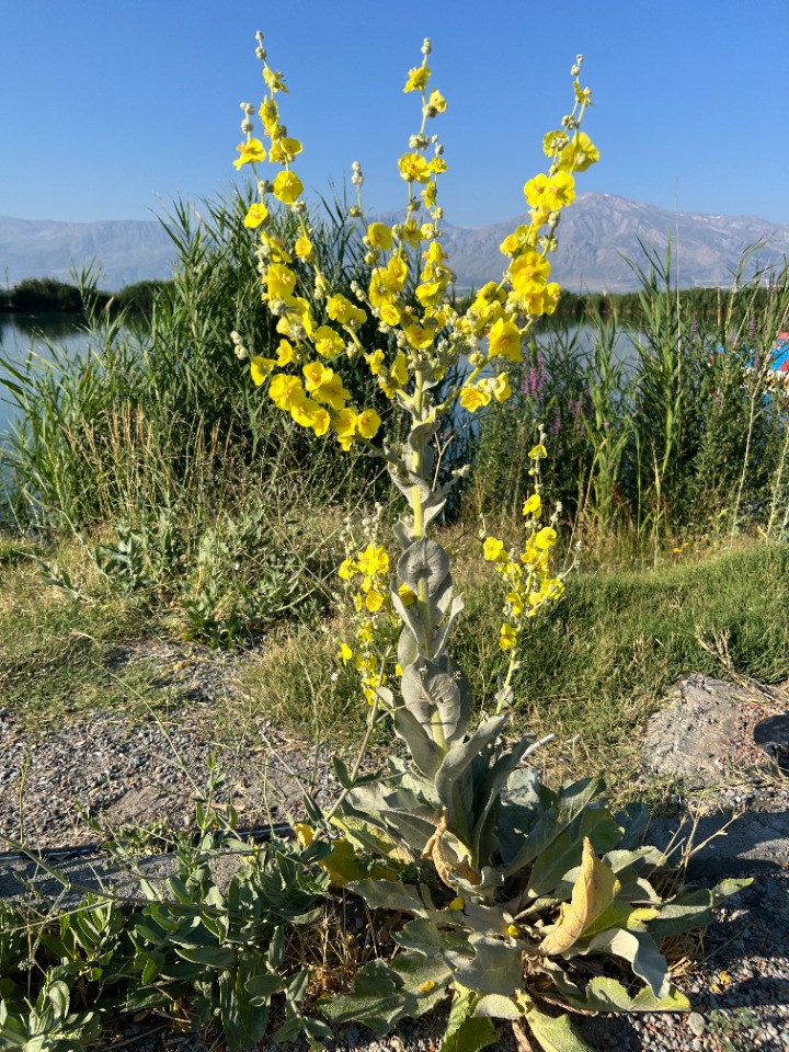 Verbascum mucronatum 