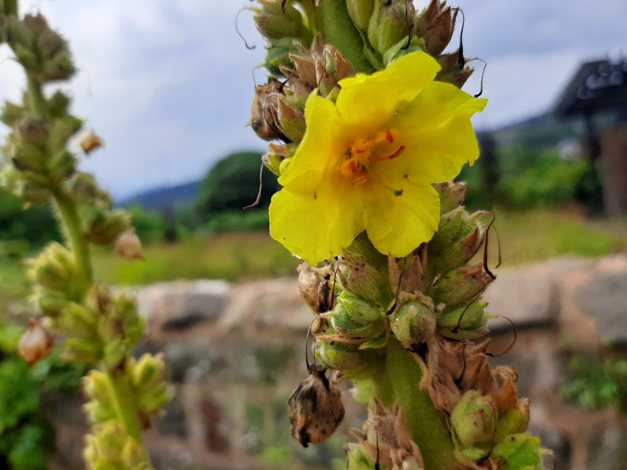 Verbascum thapsus