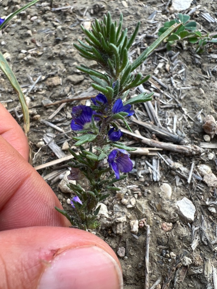 Veronica grisebachii 