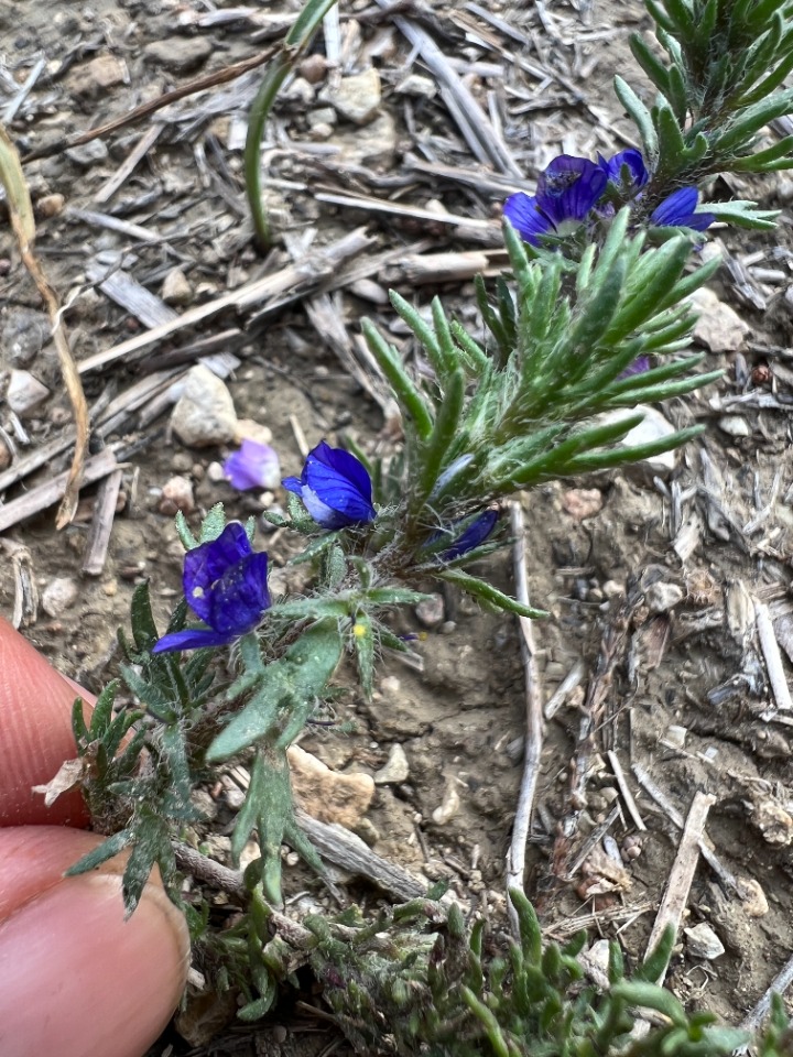 Veronica grisebachii 