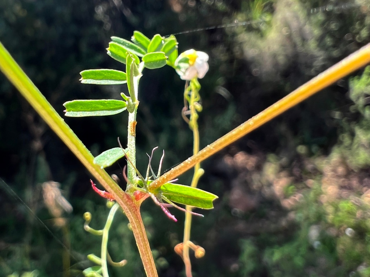 Vicia articulata 