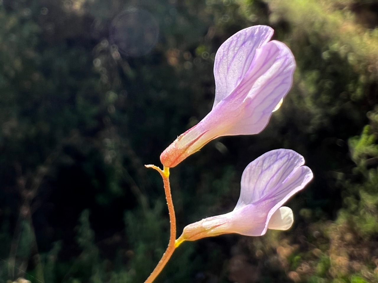Vicia articulata 